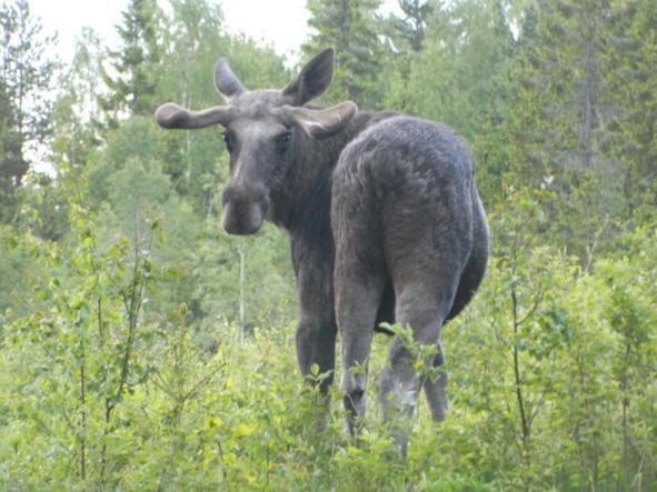 Stuga Ros Naturcamping Lagom Gräsmark Exteriér fotografie