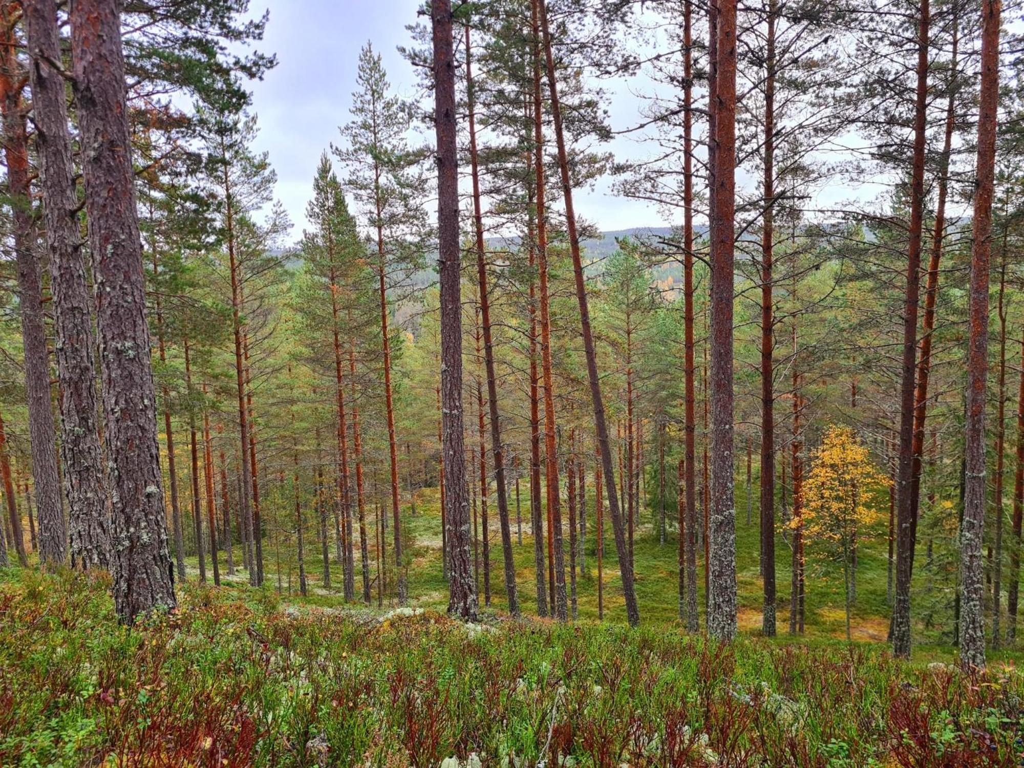 Stuga Ros Naturcamping Lagom Gräsmark Exteriér fotografie